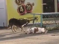 飼い主が買い物中、繋がれていた子犬を懸命に助けようとする野良犬の心優しい姿が捉えられる（ロシア）