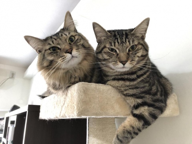 飼っている保護猫のオス2匹。左が「たぬきち」で右が「にこ」。
