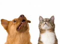 人気1位は犬と猫一緒!?　2016年愛犬・愛猫の名前ランキング発表！