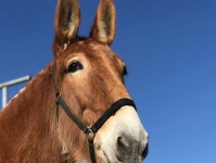 12年間米軍に勤務し兵士たちを支えてきたラバ。引退した現在、第二のラバ生を過ごす場所を求めて（アメリカ）