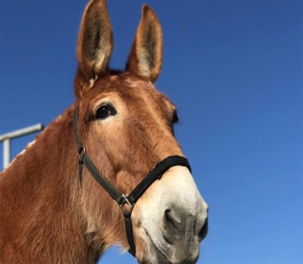 12年間米軍に勤務し兵士たちを支えてきたラバ。引退した現在、第二のラバ生を過ごす場所を求めて（アメリカ）