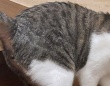「心斎橋のキャッチ」「めっちゃドン引いてるやんか」　〝しつこいナンパ中〟みたいな猫たちに2.1万人苦笑