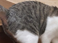 「心斎橋のキャッチ」「めっちゃドン引いてるやんか」　〝しつこいナンパ中〟みたいな猫たちに2.1万人苦笑