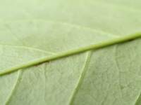 ​疲れが抜けない場合、それはミトコンドリアが原因