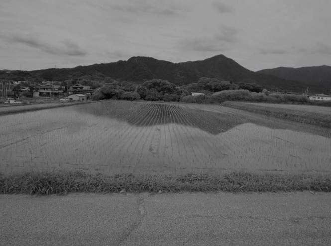 田んぼに女性が倒れていて...（画像はイメージ）