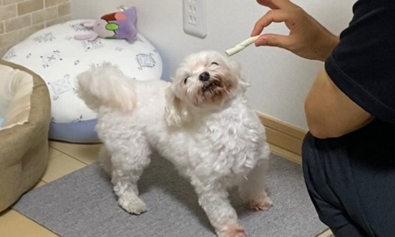 「食べちゃダメだ。食べちゃダメだ...！」　おやつを目の前にしたワンコの「待ち顔」が愛おしすぎる件