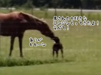 ニンジンをもらった犬、大好きな馬に食べさせようと全力疾走