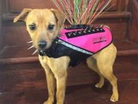 なんという世紀末覇者風。ハクトウワシから犬や猫の身を守るためのトゲトゲとスパイクがついたボディアーマー（アメリカ）