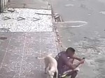 人間様にマーキング！　ブラジルの野良犬は色々な意味でスゴい！