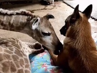 育児放棄された赤ちゃんキリンのお世話役をかってでたのはサイを密猟から守る犬だった（南アフリカ）