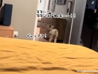 ママンがいない！ペットのヤギがギャン鳴きしながら飼い主を探し回る