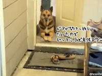 誤って玄関のドアを開けっぱなしで外出、だがその間犬がずっと家を守っていた