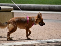 自宅の庭にいつもフンをする近所の犬に耐えきれず、フンを袋詰めにして飼い主に手渡した女性