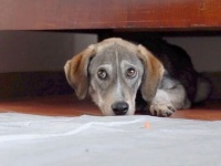 2代目ヨガ犬になれるかな？おびえきった保護犬が飼い主に心を開くまで