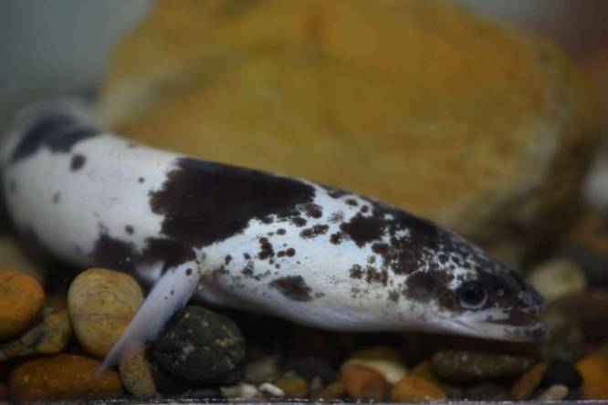 すさみ町立エビとカニの水族館（＠ebikaniaquarium）のツイートより
