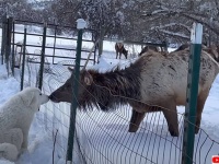 雪上のファンタジー。野生のエルクがグレートピレニーズとはじめましてのチュウ