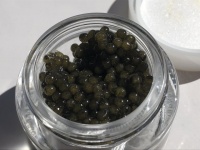養殖チョウザメをすべて「メス化」...だと？　「近大キャビア」を作る方法が衝撃的だった