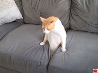 「私を召喚したのは貴様か？」っていう感じでソファの隙間から登場した猫