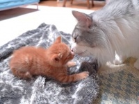 子猫が家にやって来た！先住猫と先住犬とのドキドキ・ファーストエンカウンターは大成功に終わったよ！