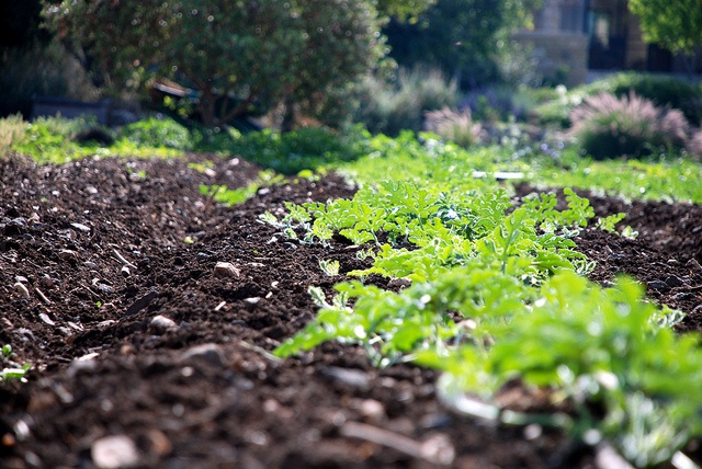 Agriculture