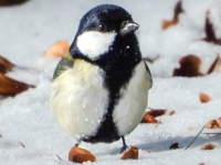 絵本の中から出てきたみたい！　枯れ葉のブーツでおめかししてる野鳥が反則級に可愛い