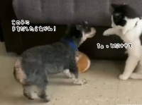 モルモットにちょっかいを出そうとした猫を、すかさず犬が止めるワン！