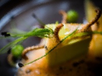 国連が推奨する10の食すべき昆虫（※昆虫注意）