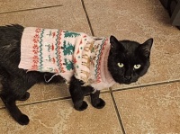 外出した飼い猫がいろんな服を着せられて帰ってくることに家族が困惑