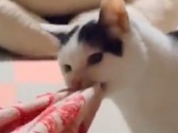 「オマエは使わなくていい」　飼い主の枕を没収する猫に5.9万人もん絶「可愛いさが致死量」