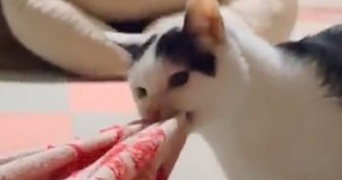 「オマエは使わなくていい」　飼い主の枕を没収する猫に5.9万人もん絶「可愛いさが致死量」