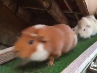 埼玉県こども動物自然公園の公式ツイッター
