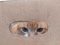 猫と言えばダンボール！あのセラピーキャットにいろんな箱を並べてプレゼントしてみた