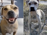 飼育放棄され森に捨てられていた犬の保護物語