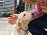 我が家に子犬がやってきた！犬を引き取った最初の日に撮った記念写真がこちら