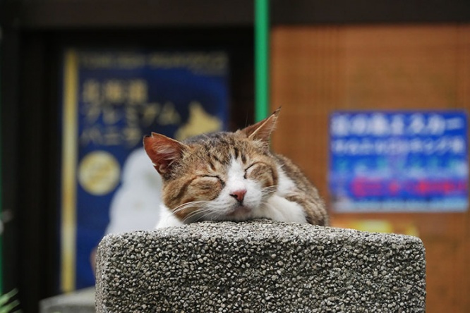 enoshina-neko18