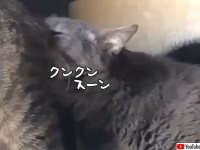 嗅がせてくれるのは親愛の証だけど、これはキツかった。猫の顔がゆがむフレーメン反応