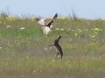 名勝負！？　ウサギとハヤブサの対決の行方は…