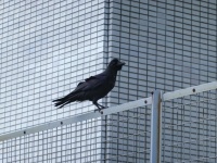 カラスを庇う理由は...（画像はイメージ）