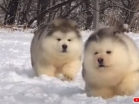 雪の中を駆ける毛玉たち！マラミュートの子犬がコロコロ走る風景をとことん満喫する動画
