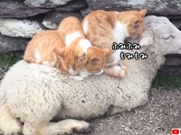 羊毛100％の布団を見つけた子猫たち。お礼にもみもみマッサージ