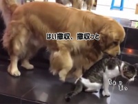 「はい、撤収撤収！」猫に挑もうとした猫、犬にくわえられ強制送還