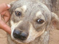 鼻が2つに分かれている珍しい犬、ダブルノーズド・アンディアン・タイガー・ハウンド