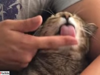 洗浄液は自分のものを使うから。飼い主の指を舐めて体をグルーミングしてもらう猫
