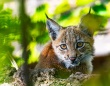 そんなに自然に戻りたいなら。動物園で生まれ育ち何度も脱走を試みていたオオヤマネコが野生に返される