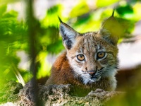 そんなに自然に戻りたいなら。動物園で生まれ育ち何度も脱走を試みていたオオヤマネコが野生に返される