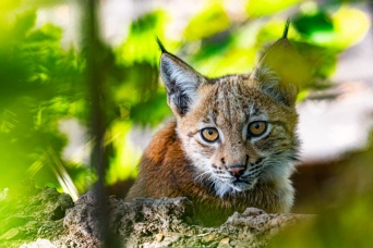 そんなに自然に戻りたいなら。動物園で生まれ育ち何度も脱走を試みていたオオヤマネコが野生に返される