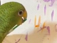 多趣味なインコのビンクスさん、絵筆を咥えてキャンバスにお絵描き