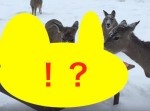 人間顔負け！？　テーブルセットでディナーを食べる鹿たちが可愛い！
