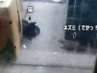 ニューヨークのネズミは猫にひるまない。なんならやってやんよ？で向かっていく