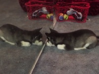 とってもかわいい！鏡に映った自分を見つめるハスキー犬